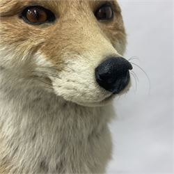 Taxidermy: European Red Fox (Vulpes vulpes), full mount adult on open display with standing alert with ears forward front paw raised, upon a naturalist base, H62cm, L78cm