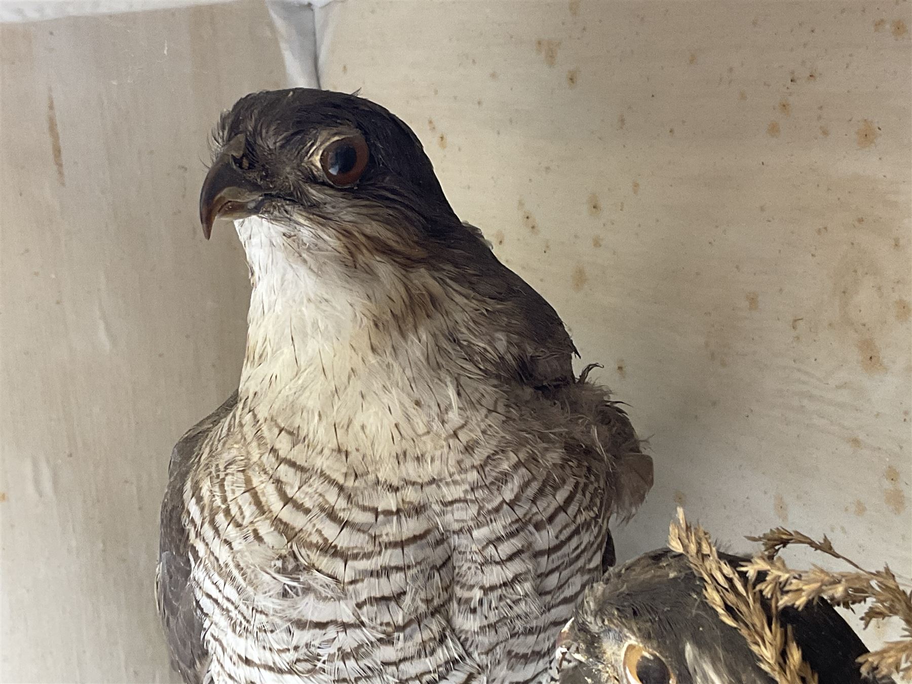 Taxidermy; Victorian cased pair of Sparrowhawks (Accipiter nisus), male and female full mounts, on a naturalistic setting, encased within an ebonised single pane display case, H40, W47cm, D19.5cm