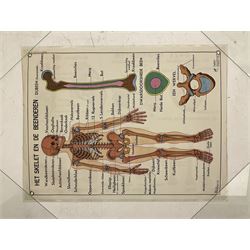 Five early 1980s Dutch medical posters, double sided decorated with colourful label anatomical diagrams, marked Hebri, Holland, W70cm H92cm