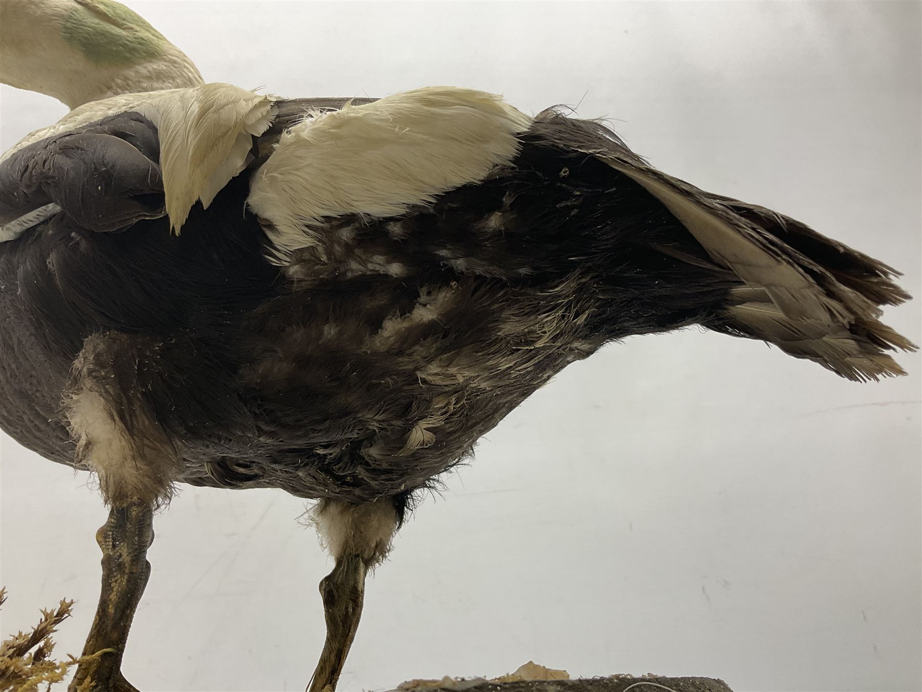Taxidermy: Common Eider (Somateria Mollisima), full mount drake, upon an oval base, decorated with oyster shells, H42cm