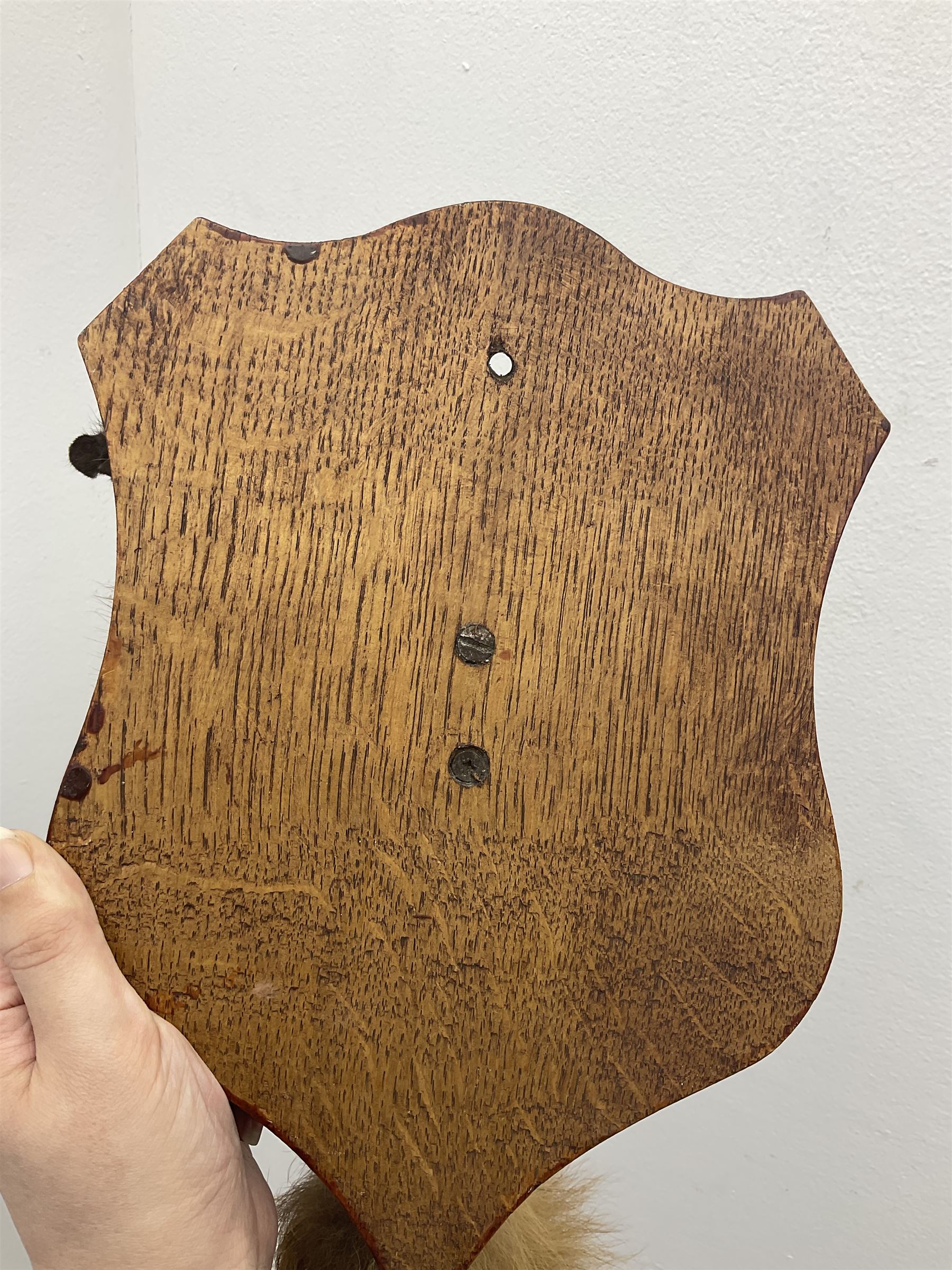 Taxidermy; Red fox mask (Vulpes vulpes), with mouth agape bearing teeth, mounted upon oak shield, with brush, shield L26cm