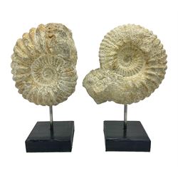 Pair of ammonite fossils, each individually mounted upon a rectangular wooden base, age; Cretaceous period, location; Morocco, H20cm
