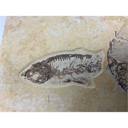 Two fossilised fish (Knightia alta) in a single matrix, age; Eocene period, location; Green River Formation, Wyoming, USA, matrix H12cm, L13cm