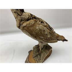 Taxidermy: Woodcock (Scolopax rusticola) standing on a log and grassy mound, on an oval wooden base H31cm