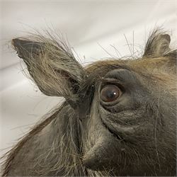 Taxidermy: A Common Warthog (Phacochoerus africanus), a large adult head mount looking straight ahead, D50cm