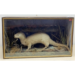 Taxidermy:  Victorian century cased otter (Lutra lutra) in naturalistic setting with rocky groundwork and part back drop detailed with moss and grasses, set against a painted sky backdrop, encased within a single pane display case, H48.5cm L83cm D27.5cm