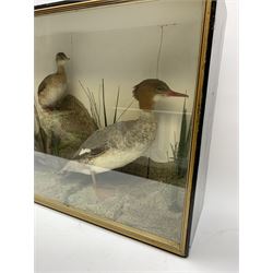 Taxidermy: female Goosander (Mergus Merganser), male Green Wing Teal Duck (Anas Carolinensis), and Little Grebe (Tachybaptus Ruficollis), in naturalistic setting detailed with long grass, set against a painted cream backdrop, encased within an ebonised single pane display case, with taxidermist paper label verso detailed J E Massey, Finkle Street, Malton, H50.5cm W89cm D21cm