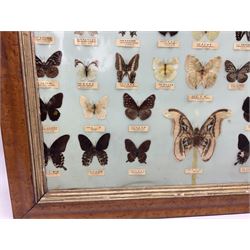 Taiwanese butterfly identification poster inscribed 