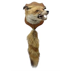 Taxidermy; Red fox mask (Vulpes vulpes), with mouth agape bearing teeth, mounted upon oak shield, with brush, shield L26cm