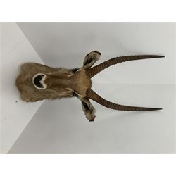 Taxidermy: East African Ellipsen Waterbuck (Kobus ellipsiprymnus), adult male shoulder mount looking straight ahead, approximately H120cm