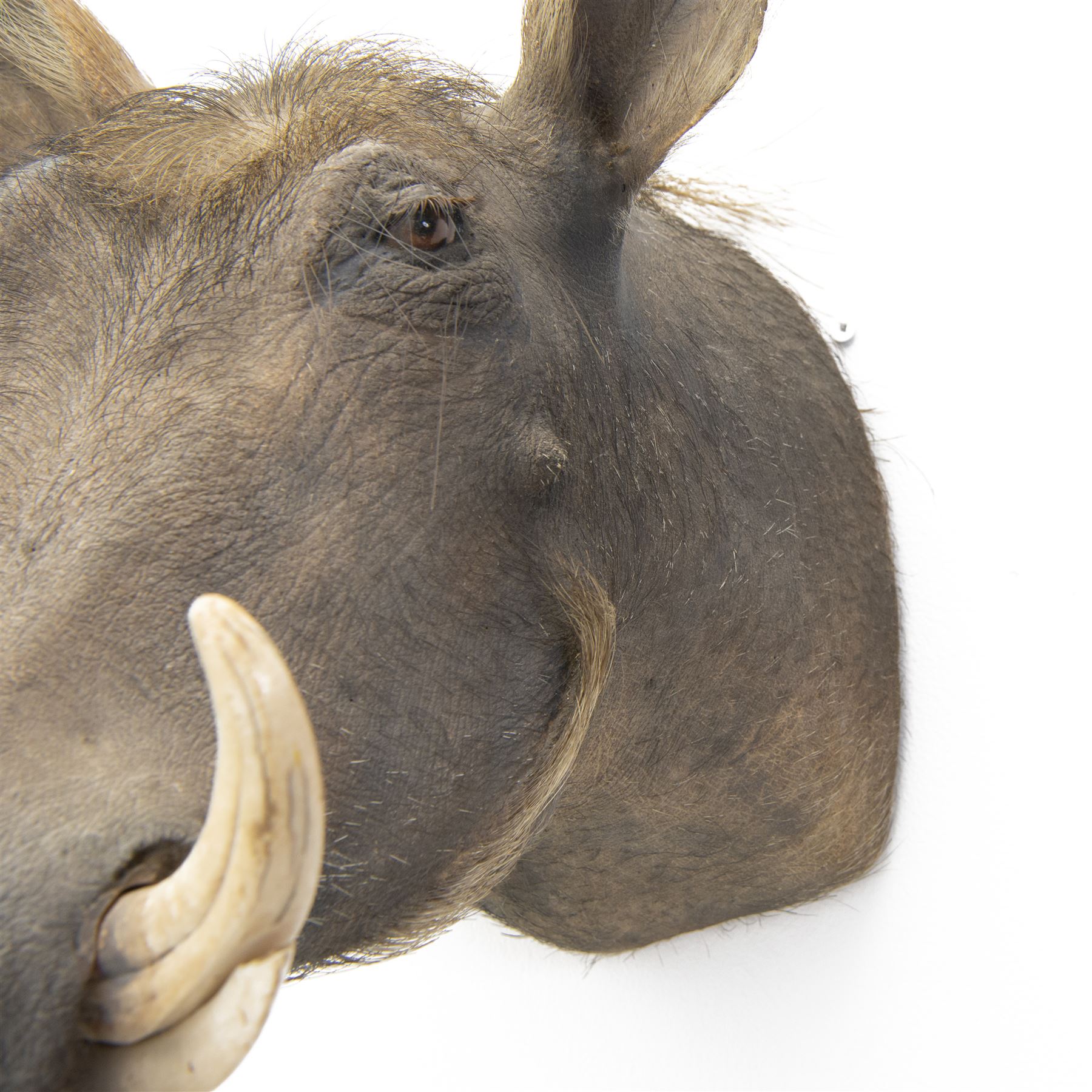 Taxidermy: A Common Warthog (Phacochoerus africanus), large adult head mount looking straight ahead