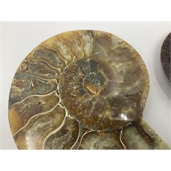 Two ammonite fossil slices, with polished finish, age: Cretaceous period, location: Madagascar, D10cm