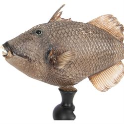 Taxidermy; Preserved Triggerfish (Balistidae), full adult mount, mounted upon an ebonised pedestal, fish L48cm, overall H50cm