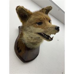 Taxidermy; Red fox mask (Vulpes vulpes), an adult head mount looking straight ahead, with mouth open bearing teeth, mounted upon a oak shield, H30cm 