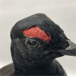 Taxidermy: Black Grouse (Lyrurus tetrix), full mount adult cockbird, open display perched upon a branch, H48cm