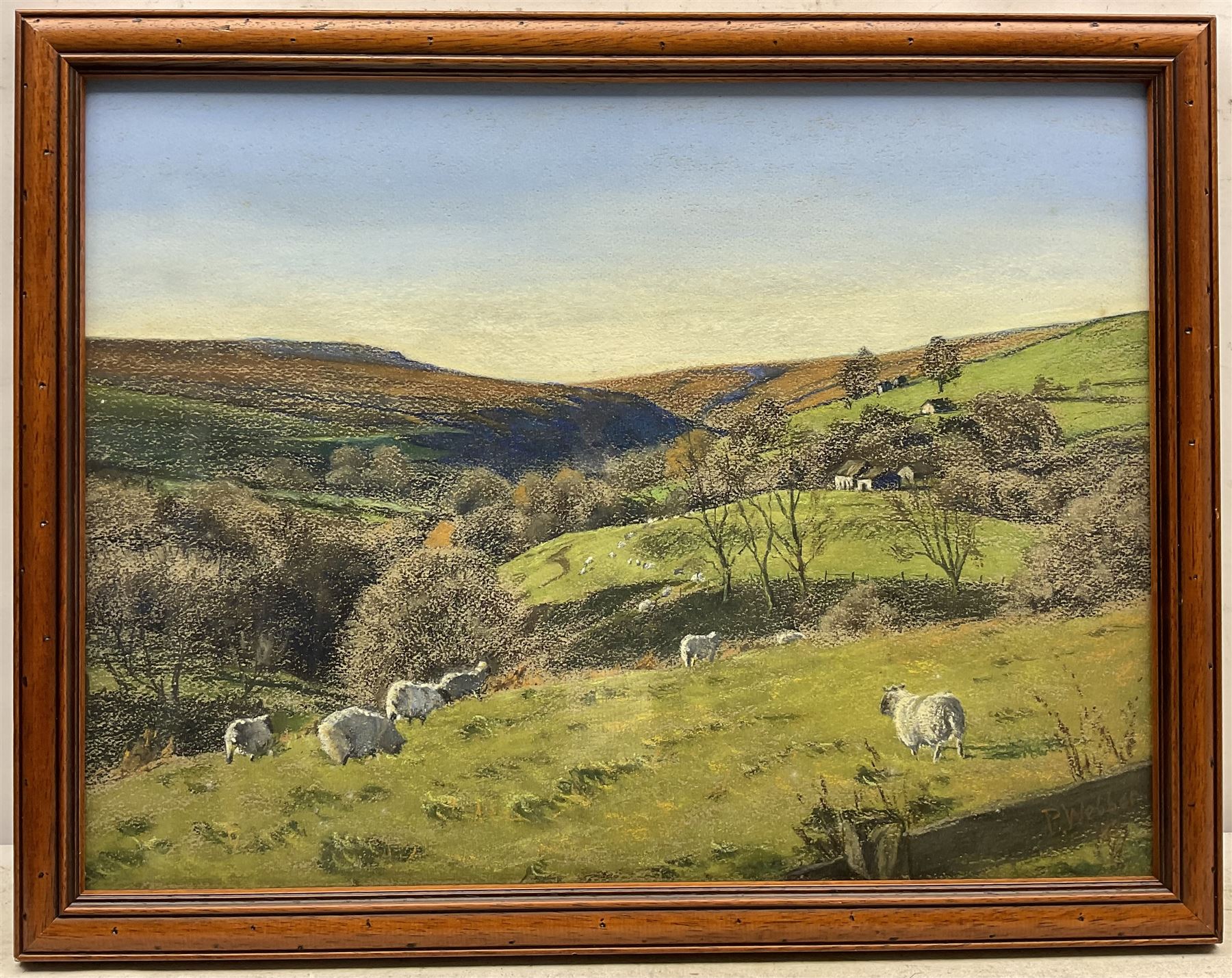 Peter Webber (Yorkshire Contemporary): Sheep Grazing on the 'Yorkshire Wolds', pastel signed and dated '87, titled verso 36cm x 48cm
