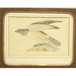  Hen Harrier, 19th century engraving from The History of British Birds by Morris pub.1853, 11cm x 17cm  