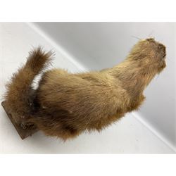 Taxidermy; Pine Marten (Martes martes) or similar, full adult mount mounted on a naturalistic branch, together with a weasel (Mustela) on a wooden plinth, pine marten H34cm