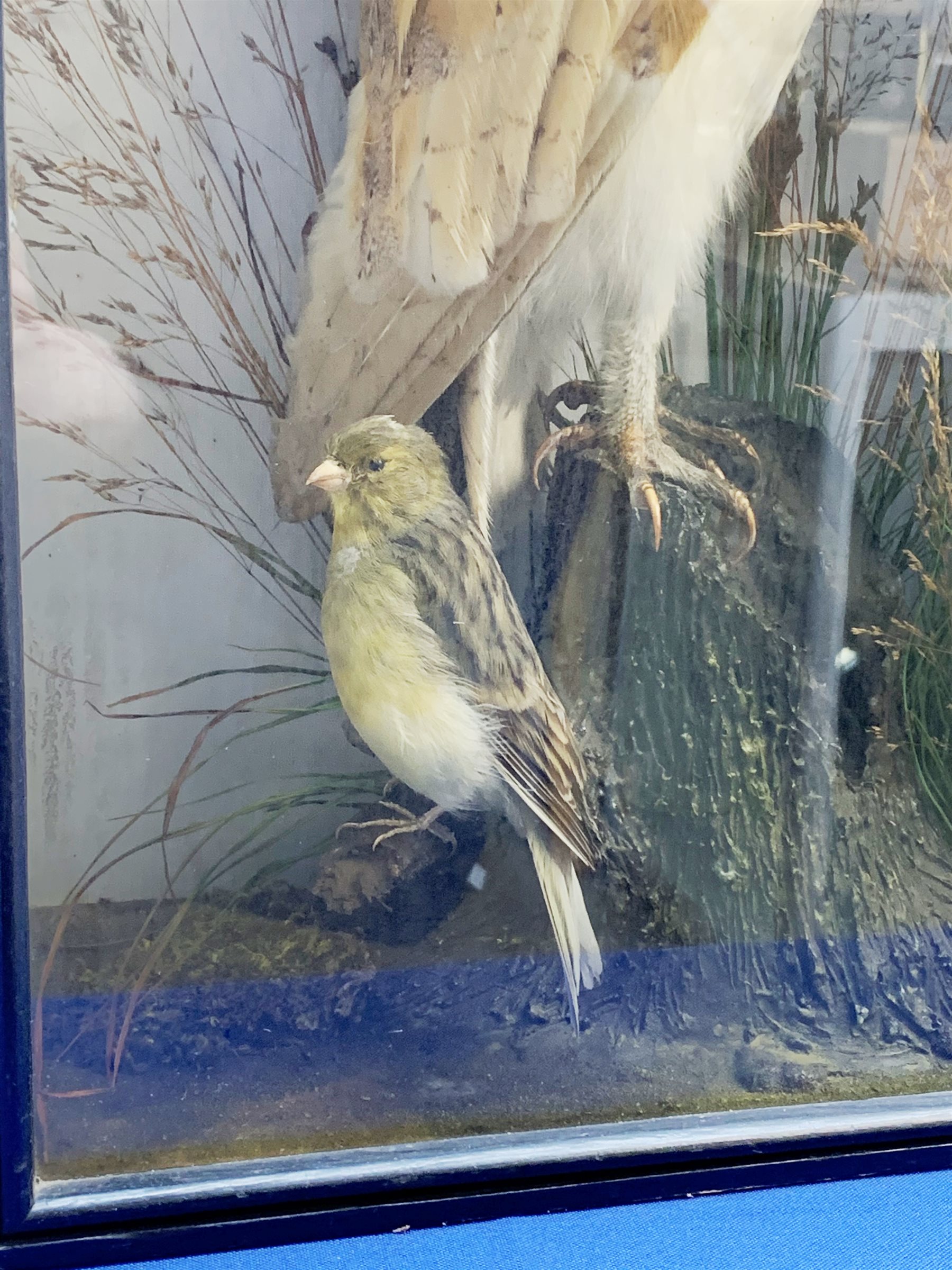 Taxidermy: Early 20th century cased Barn Owl (Tito alba), and finch, in naturalistic setting, perched upon a tree stump, and detailed with long grasses, set against a painted light blue backdrop, encased within an ebonised single pane display case, with taxidermist paper label verso detailed E Allen & Co No 20 Stonegate York, and manuscript label ‘Owl killed by express train York Station 1907, was mounted for signalman W H Kilham’, H49.5cm L32.5cm D17.5cm