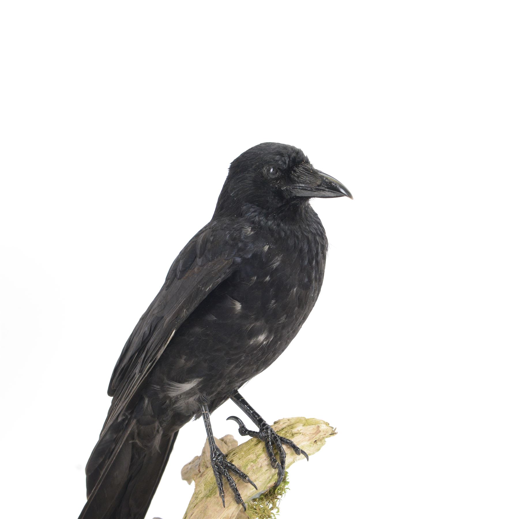 Taxidermy; Cased Carrion Crow (Corvus corone), full adult mount perched upon a branch in a naturalistic setting with roe dear skull to the base, enclosed within glass dome, H52cm