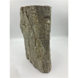 Rear green petrified wood tree branch, sliced in cross-section and polished to one side to reveal an array of green and brown colours, with textured edge, H14cm, D9cm