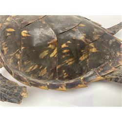 Taxidermy: Hawksbill Sea Turtle (Eretmochelys imbricata), juvenile full mount, beak to shell base, 40cm