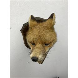 Taxidermy; Red fox mask (Vulpes vulpes), an adult head mount turning to the right with mouth agape bearing teeth, in defensive pose, with ears laid back, mounted upon a oak shield, H24cm 