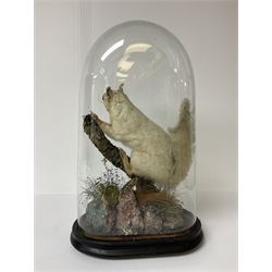 Taxidermy: Victorian cased Red Squirrel (Sciurus vulgaris), full mount holding a hazelnut, upon naturalistic ground, enclosed beneath a period oval glass dome with ebonised base, raised upon four bun feet H44cm D15cm W24cm