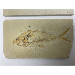 Two fossilised fish (Knightia alta) each in an individual matrix; age; Eocene period, location; Green River Formation, Wyoming, USA, largest matrix H9cm, L19cm