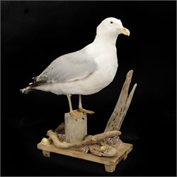 Taxidermy: Herring Gull (Larus argentatus), full adult mount on open display with head turning to the right, stood upon drift wood, H54cm, L46cm