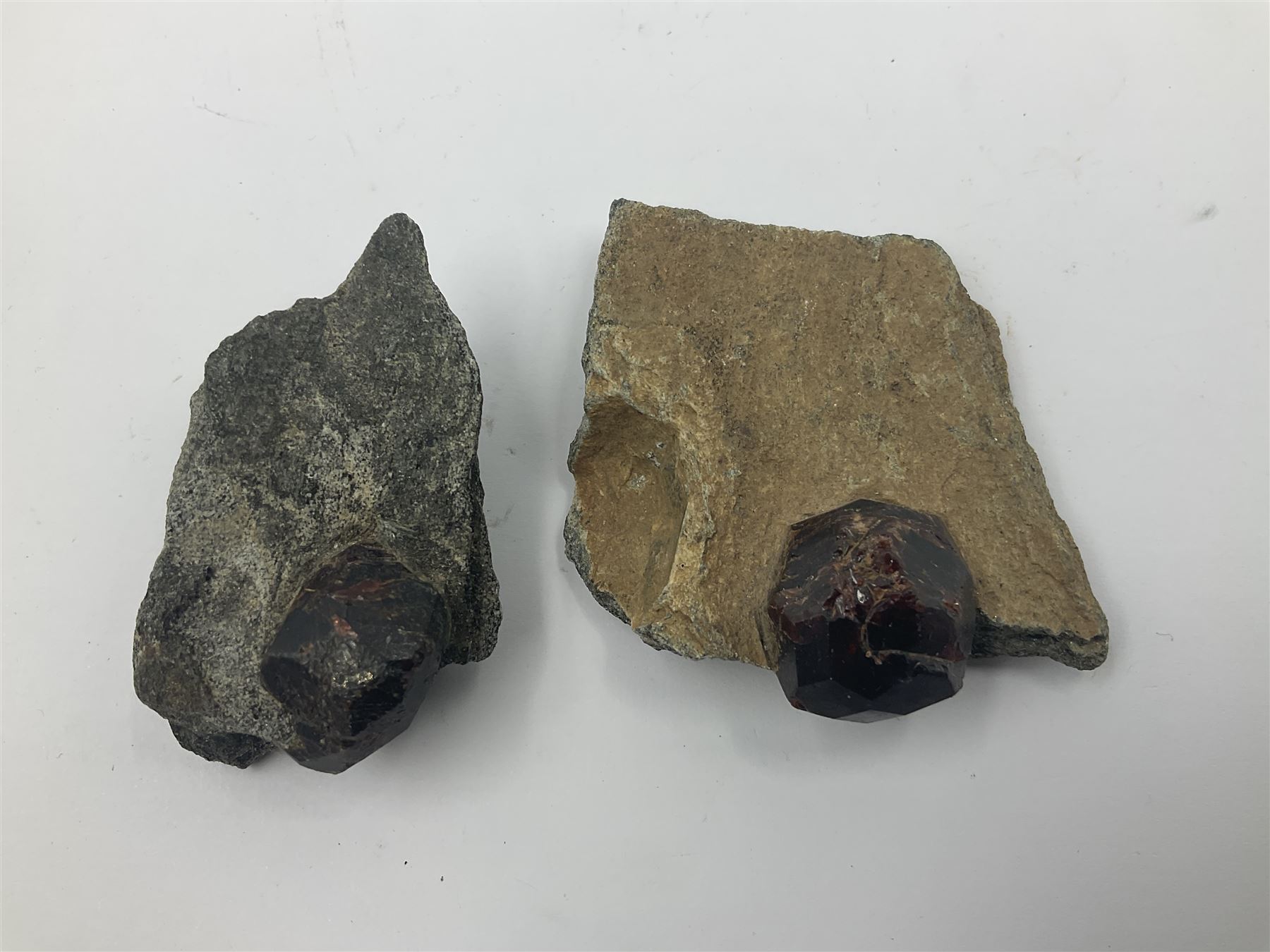 Two polished Lituites lituus fossils, together with four Scutella echinoids, fossilised fish and three other fossils and two minerals 