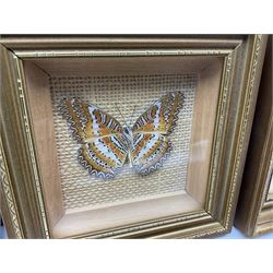 Entomology: Twelve framed displays contain thirteen specimens of tropical moths and butterflies, each mounted within gilt wall hanging picture frames of various sizes, specimens including Morpho Godarti, Caligo idomeneus, Cisseis morpho, Cathosia biblis etc, largest L35cm W30cm 