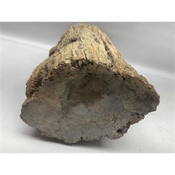 Petrified wood tree trunk/ branch, sliced in cross-section and polished to one side to reveal an array of colours, with textured edge, H40cm, D17cm