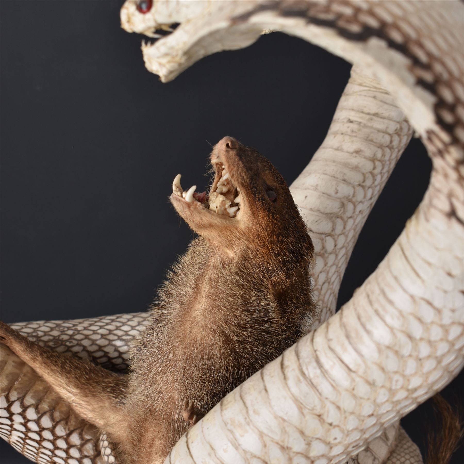 Taxidermy; Mongoose (Herpestidae) fighting three Indian cobras (Naja naja), the cobras entwined around an adult mongoose, H27cm