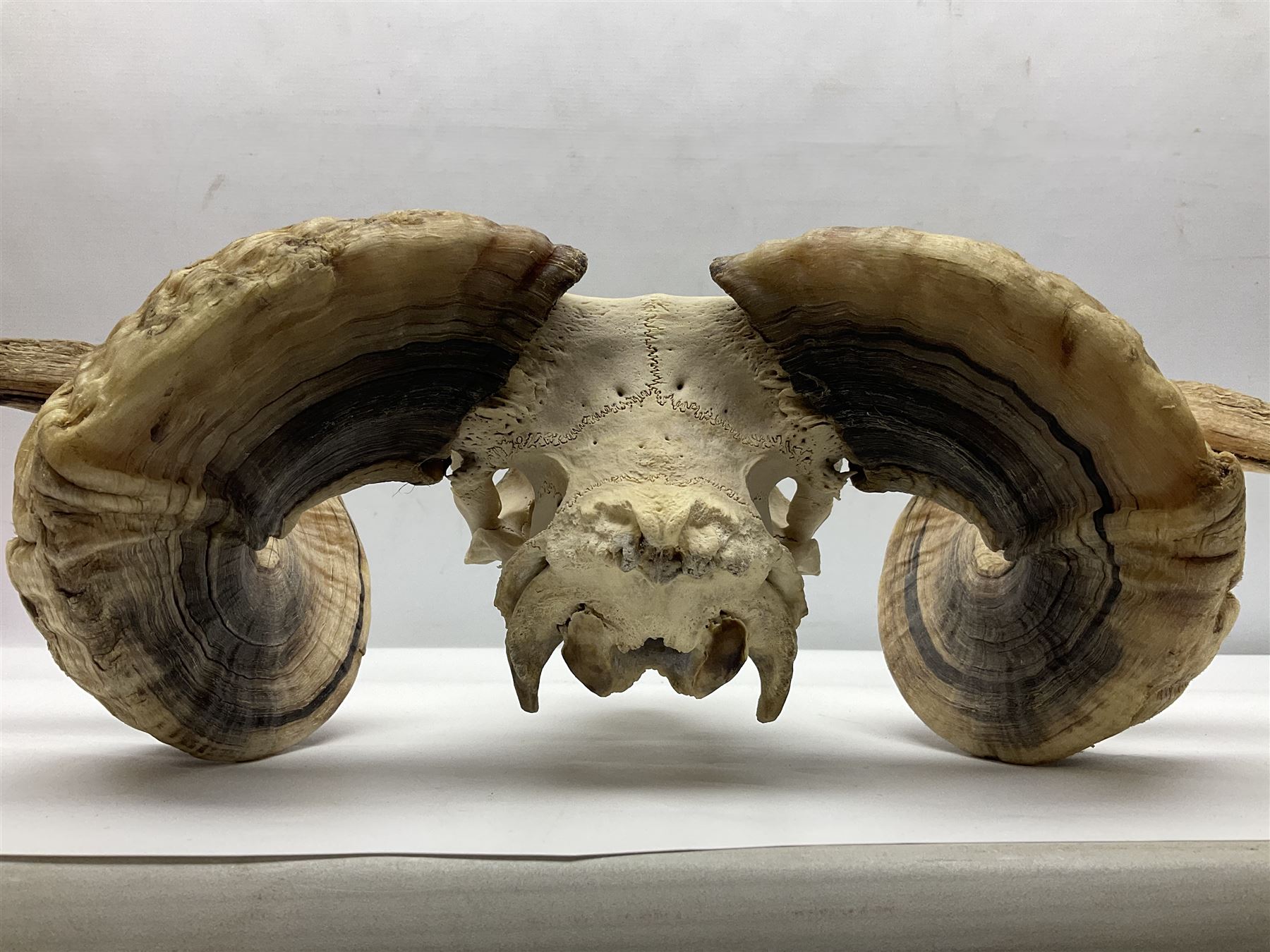 Skulls/Horns: Swaledale Ram Skull, (Ovis aries), set of adult horns on upper skull, H17cm