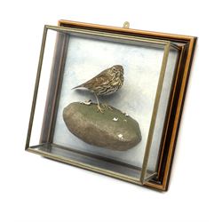 Taxidermy: 20th century cased Song Thrush (Turdus philomelos), mounted upon simulated rock detailed with snail shell and remnants of broken snail shell, set against a painted sky backdrop, encased within a five pane display case upon frame mount, with taxidermist paper label verso detailed David Astley Taxidermist, H37.5cm L37.5cm D13.5cm.