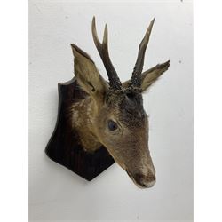 Taxidermy; Roe Deer (Capreolus capreolus), adult Roebuck neck mount looking straight ahead, mounted upon an oak shaped shield, together with a pair of Roe Deer antlers, with partial skull