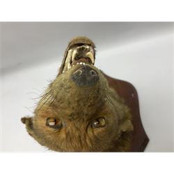 Taxidermy; Red fox mask (Vulpes vulpes), with mouth agape bearing teeth and ears back, mounted upon oak shield