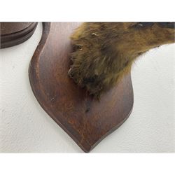 Taxidermy: Red fox masks (vulpes vulpes), the first example an unusual dark coloured adult head looking straight ahead, the second mount turning to the right with mouth agape bearing teeth, both on wooden shields 