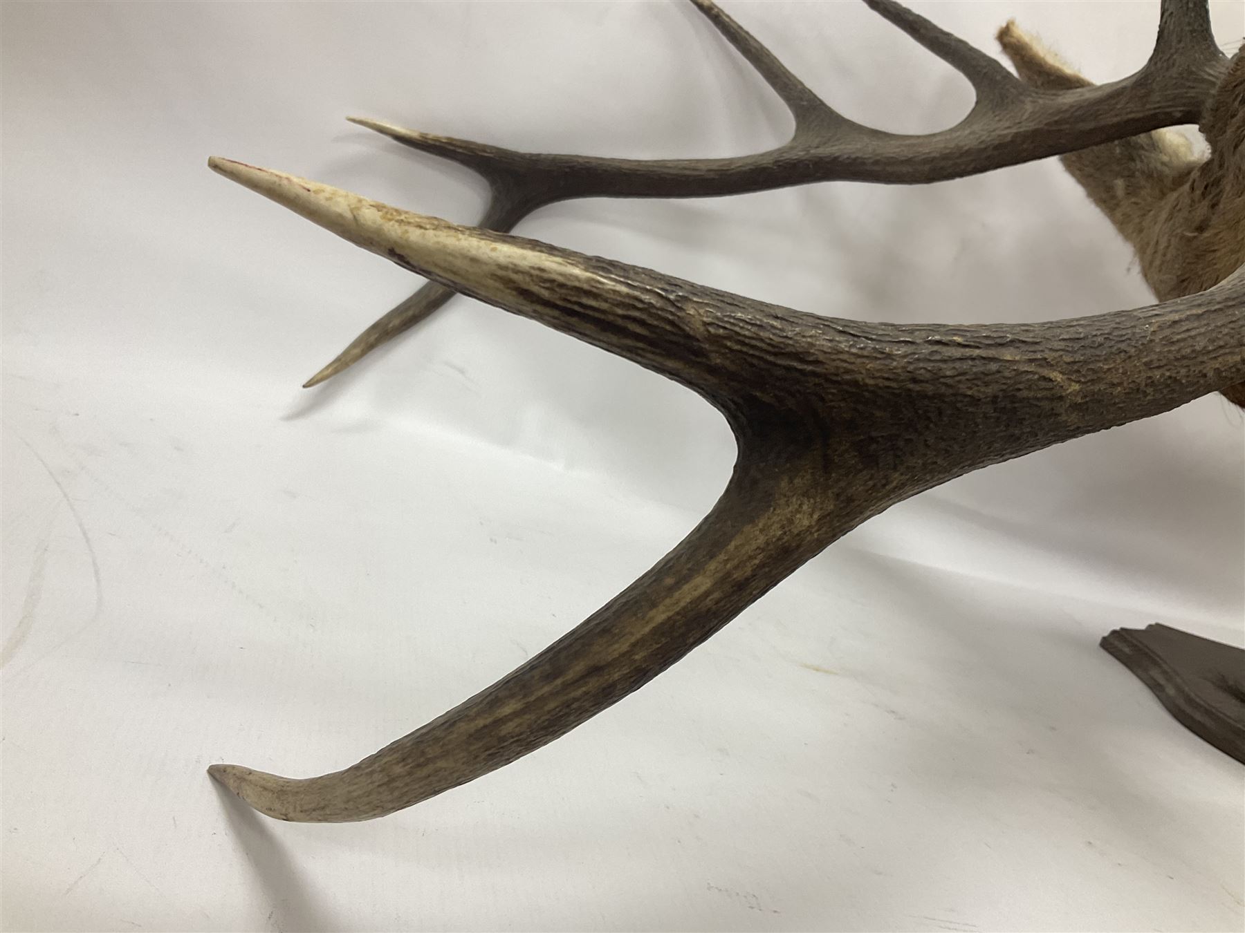 Taxidermy: Red Deer (Cervus elaphus), adult male imperial stag shoulder mount looking straight ahead, ten point antlers, mounted upon a shaped wooden shield, D65cm