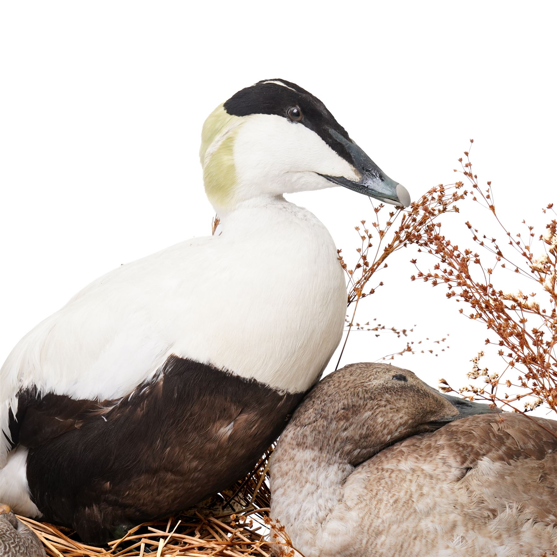 Taxidermy - Common Eider (Somateria Mollissima), full male and female adult mounts, together with two further ducks, mounted on naturalistic base, W90cm