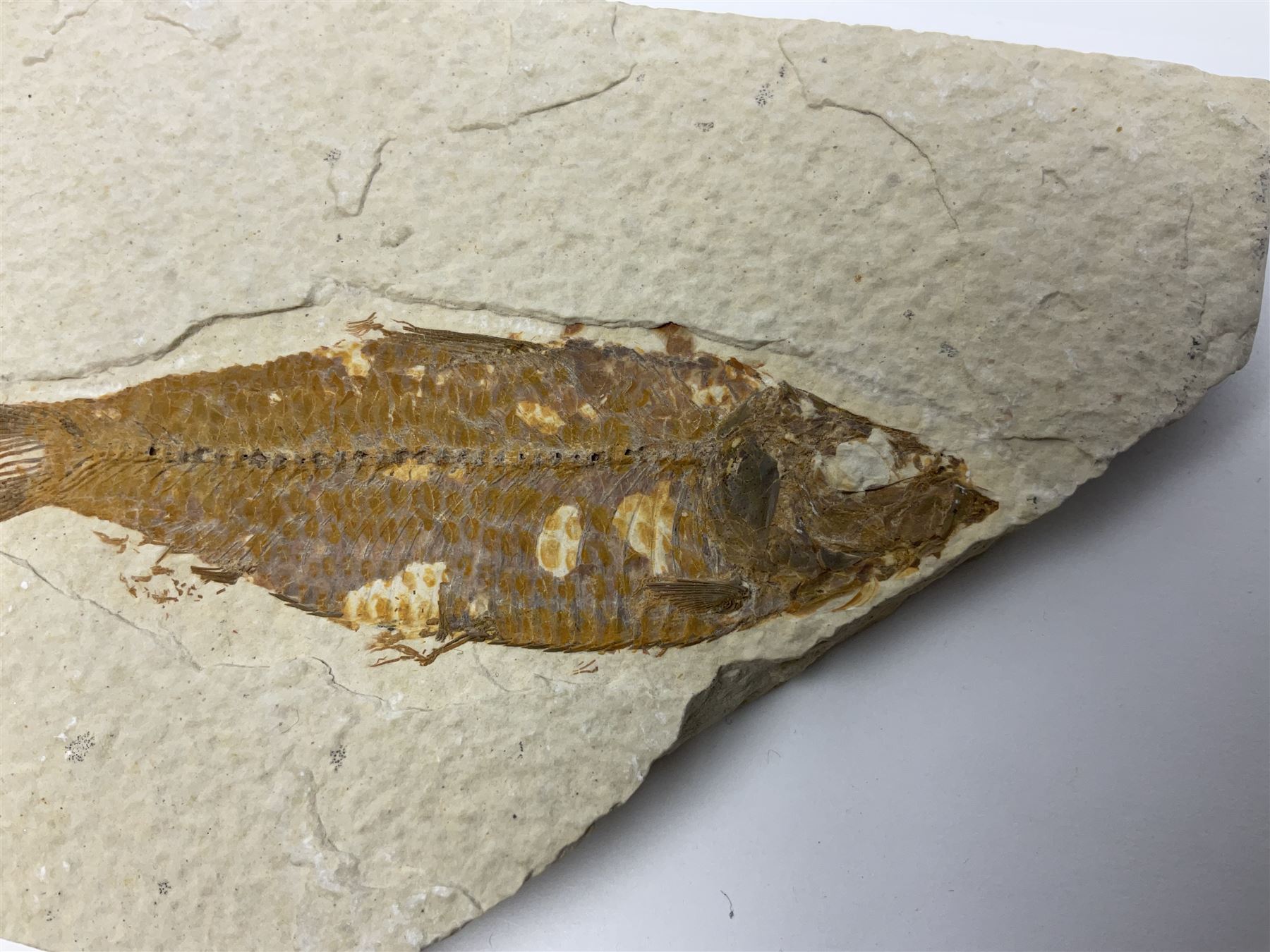 Three fossilised fish (Knightia alta) each in an individual matrix; age; Eocene period, location; Green River Formation, Wyoming, USA, largest matrix H13cm, L18cm