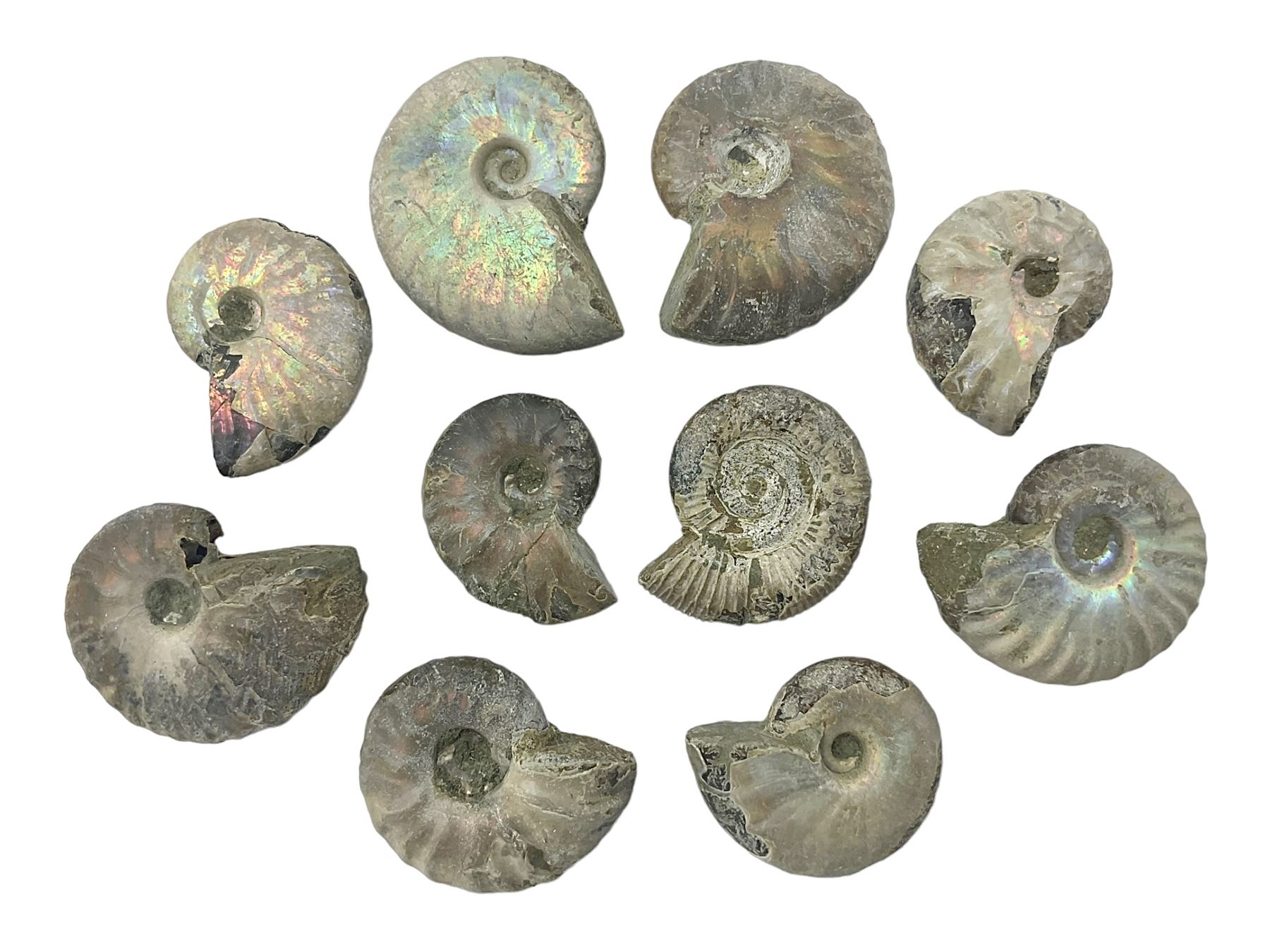 Ten ammonite fossils with nacreous aragonite shells, age; Cretaceous period, location: Madagascar, largest 3cm