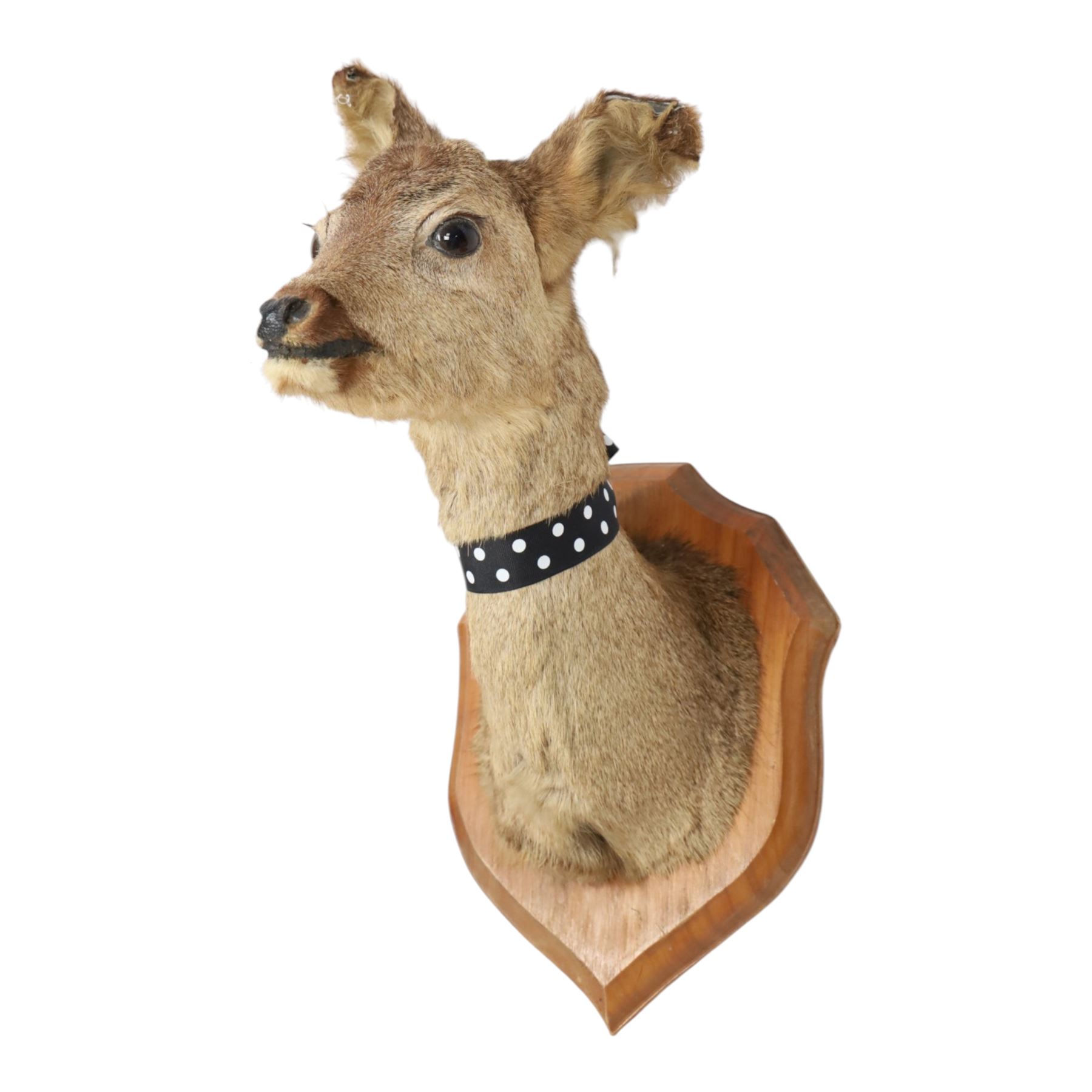 Taxidermy: Red Grouse (Lagopus lagopus) and Melanistic Cock Pheasant (Phasianus colchicus), roe deer shoulder mount (Capreolus capreolus)