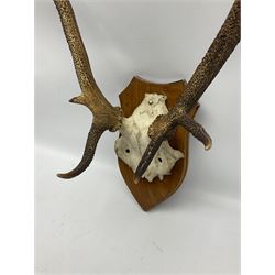 Antlers/Horns: pair of red deer (Cervus elaphus) stag antlers with partial skull on wooden wall shield, H80cm