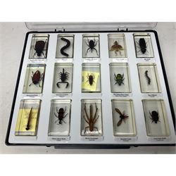 Entomology: collection of fifty two insect specimens, each in an acrylic block, to include Giant Scorpion, Rhinoceros Beetle, Praying Mantis, Millipede, Flower Mantis, Exotic Planthopper, Blue Weevil etc 