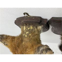 Taxidermy: Red fox masks (vulpes vulpes), the first example an unusual dark coloured adult head looking straight ahead, the second mount turning to the right with mouth agape bearing teeth, both on wooden shields 