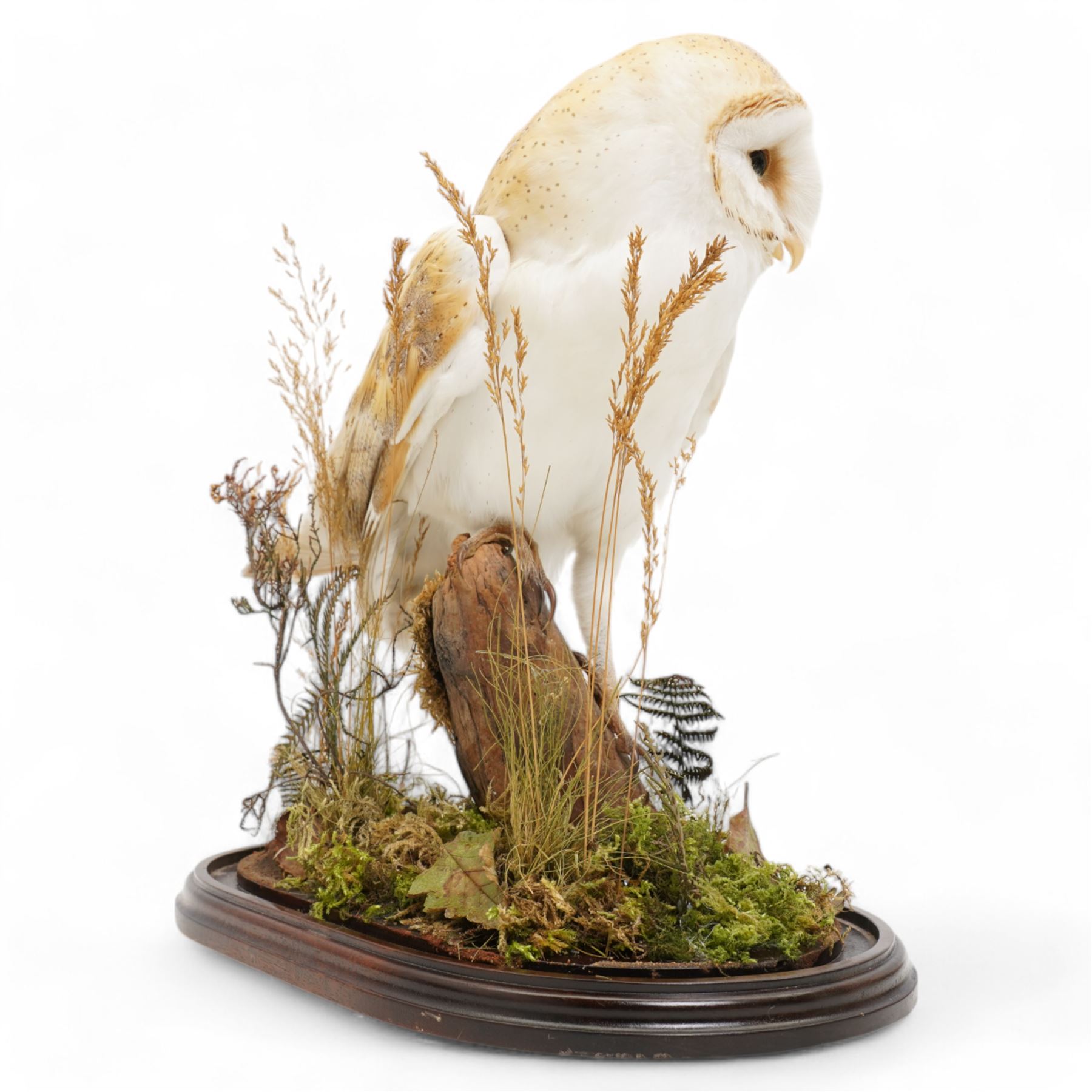 Taxidermy: Victorian Barn Owl (Tyto Alba), full male adult mount upon a tree stump in a naturalistic setting, enclosed within a later glass dome H42cm 
