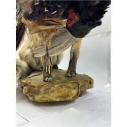Taxidermy: Red Fox (Vulpes vulpes) with cock pheasant (Phasianus colchicus), open display upon a rocky base, H51cm