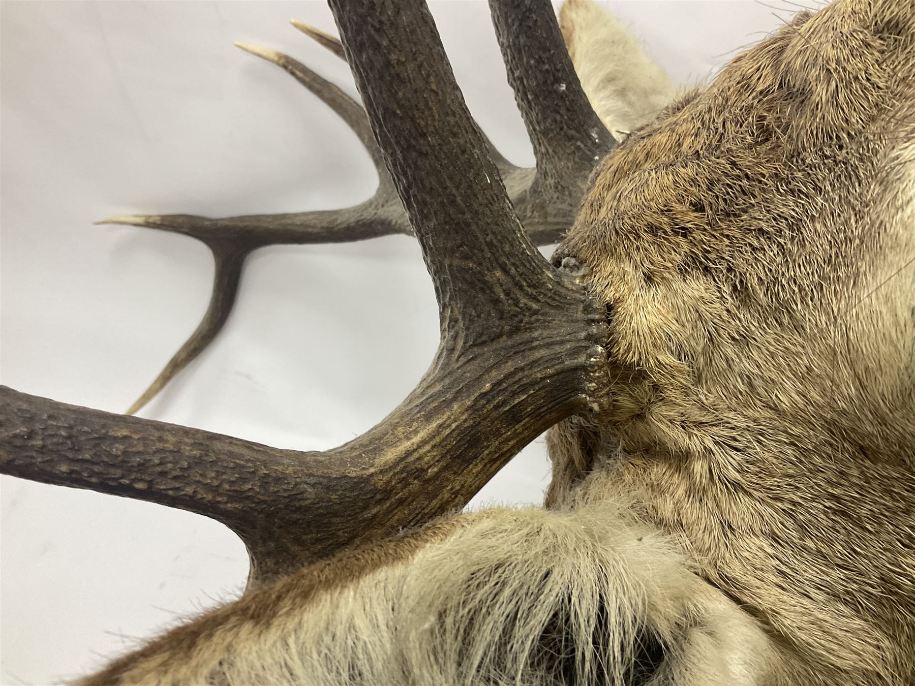 Taxidermy: Red Deer (Cervus elaphus), adult male imperial stag shoulder mount looking straight ahead, ten point antlers, mounted upon a shaped wooden shield, D65cm